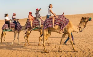 شتر سواری محبوب ترین سافاری دبی (Camel Safari)